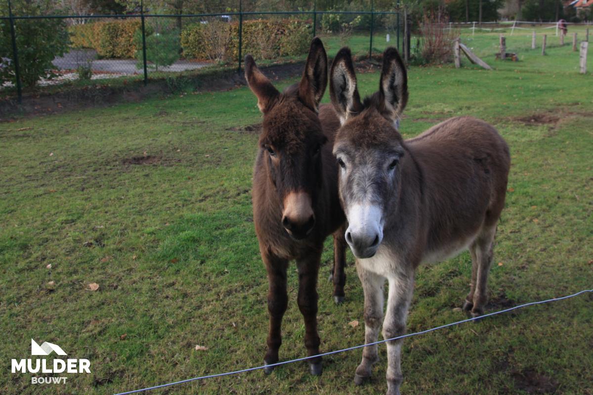 Rood voor rood in Beckum